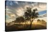 USA, Colorado, Sawhill Ponds. Sunrise on field.-Jaynes Gallery-Stretched Canvas