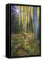 USA, Colorado. Scenic of Aspen Forest-Jaynes Gallery-Framed Stretched Canvas