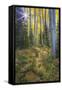 USA, Colorado. Scenic of Aspen Forest-Jaynes Gallery-Framed Stretched Canvas