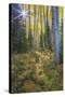 USA, Colorado. Scenic of Aspen Forest-Jaynes Gallery-Stretched Canvas