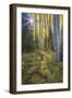 USA, Colorado. Scenic of Aspen Forest-Jaynes Gallery-Framed Photographic Print