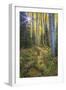 USA, Colorado. Scenic of Aspen Forest-Jaynes Gallery-Framed Photographic Print