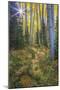 USA, Colorado. Scenic of Aspen Forest-Jaynes Gallery-Mounted Photographic Print