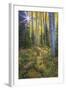 USA, Colorado. Scenic of Aspen Forest-Jaynes Gallery-Framed Photographic Print