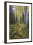 USA, Colorado. Scenic of Aspen Forest-Jaynes Gallery-Framed Photographic Print