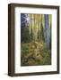 USA, Colorado. Scenic of Aspen Forest-Jaynes Gallery-Framed Photographic Print