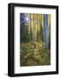 USA, Colorado. Scenic of Aspen Forest-Jaynes Gallery-Framed Photographic Print