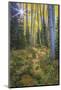 USA, Colorado. Scenic of Aspen Forest-Jaynes Gallery-Mounted Photographic Print