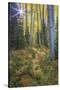 USA, Colorado. Scenic of Aspen Forest-Jaynes Gallery-Stretched Canvas