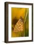 USA, Colorado. Skipper Butterfly on Dewy Grasses-Jaynes Gallery-Framed Photographic Print