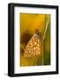 USA, Colorado. Skipper Butterfly on Dewy Grasses-Jaynes Gallery-Framed Photographic Print