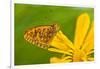 USA, Colorado. Skipper Butterfly on Sunflower-Jaynes Gallery-Framed Photographic Print