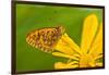 USA, Colorado. Skipper Butterfly on Sunflower-Jaynes Gallery-Framed Photographic Print