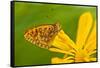 USA, Colorado. Skipper Butterfly on Sunflower-Jaynes Gallery-Framed Stretched Canvas
