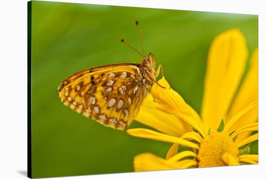 USA, Colorado. Skipper Butterfly on Sunflower-Jaynes Gallery-Stretched Canvas