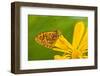 USA, Colorado. Skipper Butterfly on Sunflower-Jaynes Gallery-Framed Photographic Print