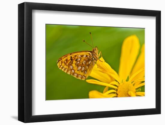 USA, Colorado. Skipper Butterfly on Sunflower-Jaynes Gallery-Framed Photographic Print