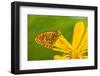 USA, Colorado. Skipper Butterfly on Sunflower-Jaynes Gallery-Framed Photographic Print