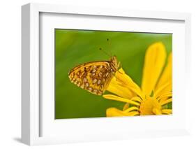 USA, Colorado. Skipper Butterfly on Sunflower-Jaynes Gallery-Framed Photographic Print
