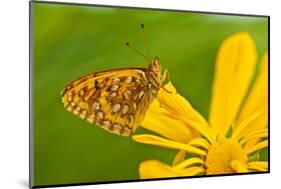 USA, Colorado. Skipper Butterfly on Sunflower-Jaynes Gallery-Mounted Photographic Print