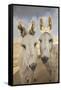 USA, Colorado, South Park. Close-up of Wild Burros-Don Grall-Framed Stretched Canvas