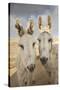 USA, Colorado, South Park. Close-up of Wild Burros-Don Grall-Stretched Canvas