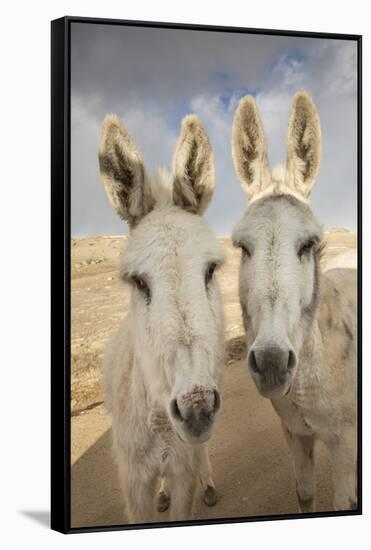 USA, Colorado, South Park. Close-up of Wild Burros-Don Grall-Framed Stretched Canvas