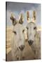 USA, Colorado, South Park. Close-up of Wild Burros-Don Grall-Stretched Canvas