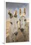 USA, Colorado, South Park. Close-up of Wild Burros-Don Grall-Framed Photographic Print