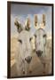 USA, Colorado, South Park. Close-up of Wild Burros-Don Grall-Framed Photographic Print