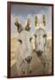 USA, Colorado, South Park. Close-up of Wild Burros-Don Grall-Framed Photographic Print