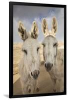 USA, Colorado, South Park. Close-up of Wild Burros-Don Grall-Framed Photographic Print