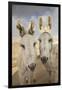 USA, Colorado, South Park. Close-up of Wild Burros-Don Grall-Framed Photographic Print