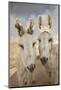 USA, Colorado, South Park. Close-up of Wild Burros-Don Grall-Mounted Photographic Print