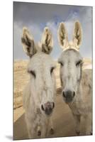 USA, Colorado, South Park. Close-up of Wild Burros-Don Grall-Mounted Premium Photographic Print