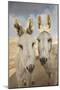 USA, Colorado, South Park. Close-up of Wild Burros-Don Grall-Mounted Photographic Print