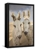 USA, Colorado, South Park. Close-up of Wild Burros-Don Grall-Framed Stretched Canvas