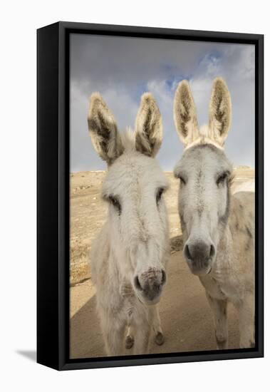 USA, Colorado, South Park. Close-up of Wild Burros-Don Grall-Framed Stretched Canvas