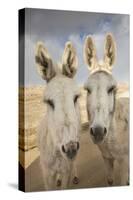 USA, Colorado, South Park. Close-up of Wild Burros-Don Grall-Stretched Canvas