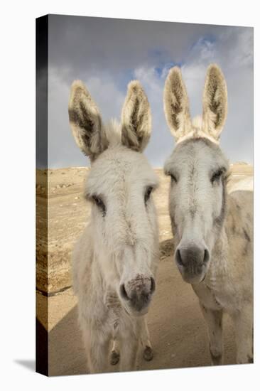 USA, Colorado, South Park. Close-up of Wild Burros-Don Grall-Stretched Canvas