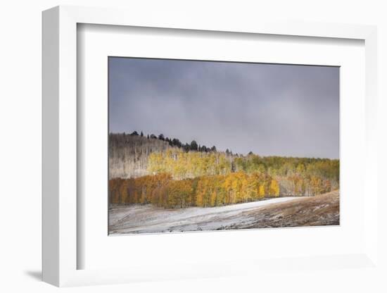 USA, Colorado, Uncompahgre National Forest. Aspen forest in late autumn.-Jaynes Gallery-Framed Photographic Print