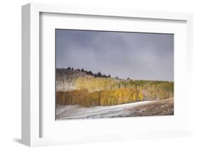 USA, Colorado, Uncompahgre National Forest. Aspen forest in late autumn.-Jaynes Gallery-Framed Photographic Print
