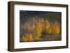 USA, Colorado, Uncompahgre National Forest. Aspen trees in late autumn.-Jaynes Gallery-Framed Photographic Print