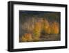 USA, Colorado, Uncompahgre National Forest. Aspen trees in late autumn.-Jaynes Gallery-Framed Photographic Print