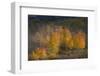 USA, Colorado, Uncompahgre National Forest. Aspen trees in late autumn.-Jaynes Gallery-Framed Photographic Print