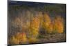 USA, Colorado, Uncompahgre National Forest. Aspen trees in late autumn.-Jaynes Gallery-Mounted Photographic Print