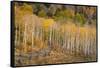 USA, Colorado, Uncompahgre National Forest. Autumn aspen trees and split-rail fence.-Jaynes Gallery-Framed Stretched Canvas