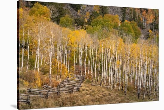 USA, Colorado, Uncompahgre National Forest. Autumn aspen trees and split-rail fence.-Jaynes Gallery-Stretched Canvas