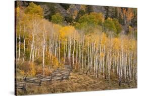 USA, Colorado, Uncompahgre National Forest. Autumn aspen trees and split-rail fence.-Jaynes Gallery-Stretched Canvas