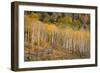 USA, Colorado, Uncompahgre National Forest. Autumn aspen trees and split-rail fence.-Jaynes Gallery-Framed Photographic Print